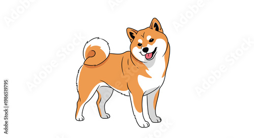 Full body portrait of a cute shiba inu dog standing alertly with its curly tail and smiling expression on a plain white background.