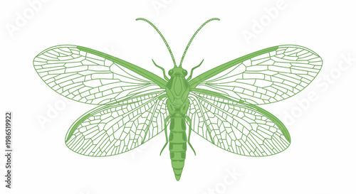 Green insect with large wings spread.
