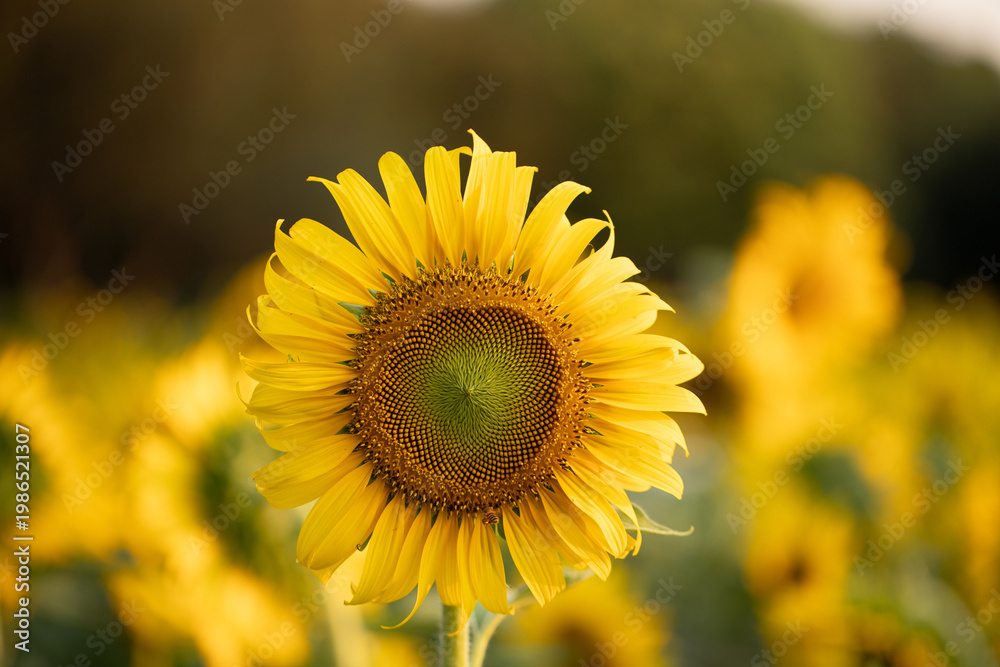 Fototapeta premium Close-up perspectives of blooming sunflowers in summer, highlighting texture, color contrast, and natural patterns