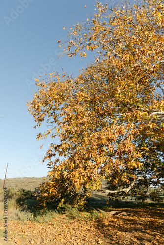 A scenic autumn view of a large oak tree with branches full of colorful fall leaves,