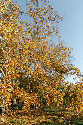 A scenic autumn view of a large oak tree with branches full of colorful fall leaves,