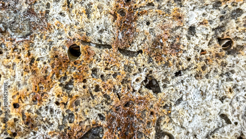 Foto The texture of fossilized coral remains that form coralline limestone