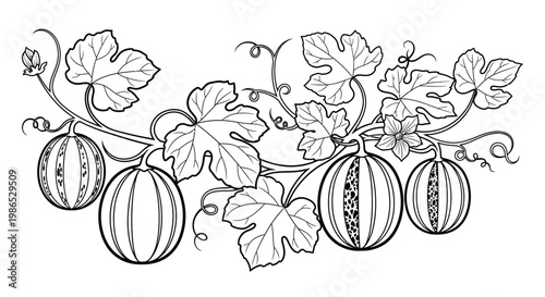 Detailed illustration of striped melons.