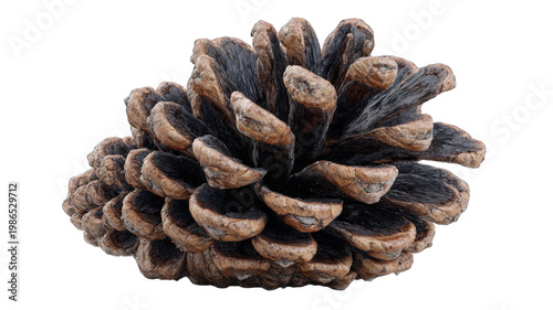 A natural brown pine cone is displayed with intricate texture isolated on transparent background