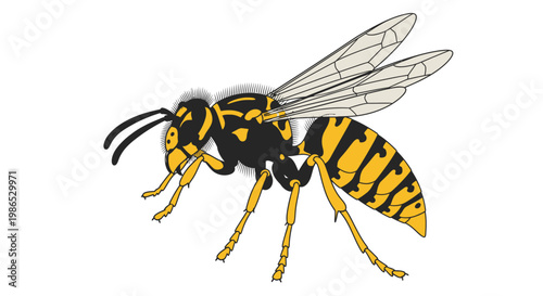 Yellow and black striped flying insect.