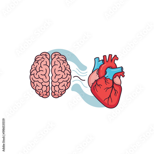 Vector illustration of a human brain and anatomical heart connected by wavy lines on a white background, representing the conceptual link between logic, emotion, and intuition.