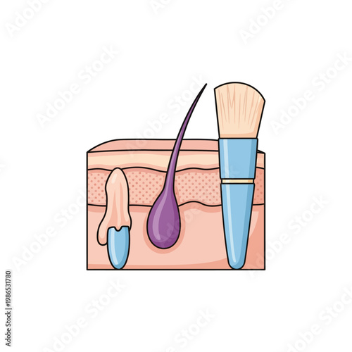 Vector illustration of a human skin cross-section depicting epidermal layers, a hair follicle with a purple root, a cosmetic makeup brush, and a serum applicator on white background