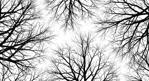 High contrast black and white silhouette of leafless tree branches looking directly up towards the bright white sky.