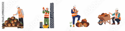 Flat vector illustration set of palm oil industry workers harvesting, inspecting, and managing fresh fruit bunches in a plantation setting.