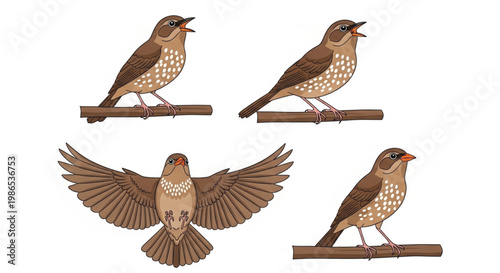Wood Thrush bird vector set with singing perching and flying poses detailed naturalist illustration isolated on white background