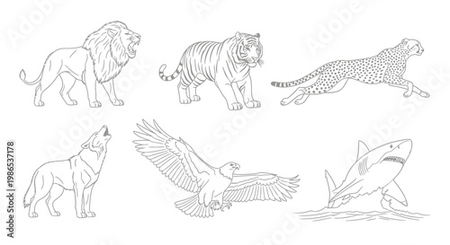 Lion Tiger Leopard Wolf Eagle Shark.