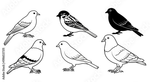 Different kinds of birds standing still.