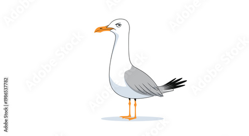 Detailed illustration of a standing seagull bird with white and grey feathers and an orange beak on a plain background.