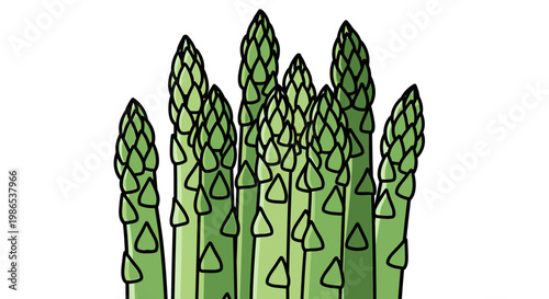 Fresh green asparagus spears bunch.