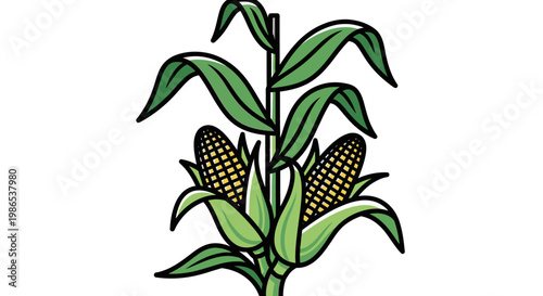 Green corn plant with ears.