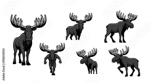 Moose Collection - Majestic Antlered Mammals in Various Poses.