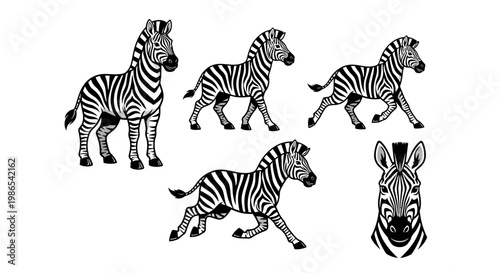 Zebra Herd - Striking Black and White Striped African Equines.
