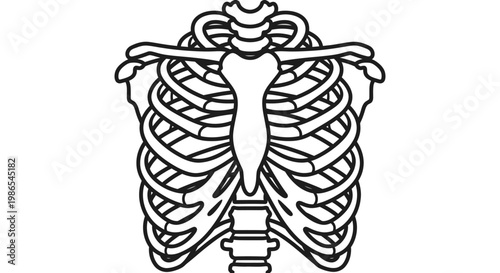 Human ribcage with sternum and vertebrae.
