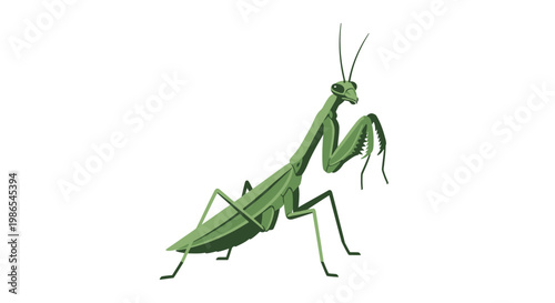 Green Praying Mantis Insect Closeup Profile 1.