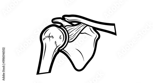 Human Shoulder Joint Anatomy Illustration.