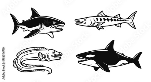 Black and white orca shark drawings.