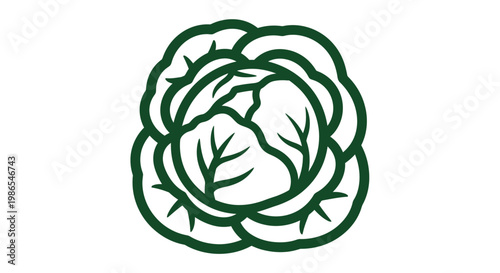 Cabbage Vegetable Green Fresh Produce.