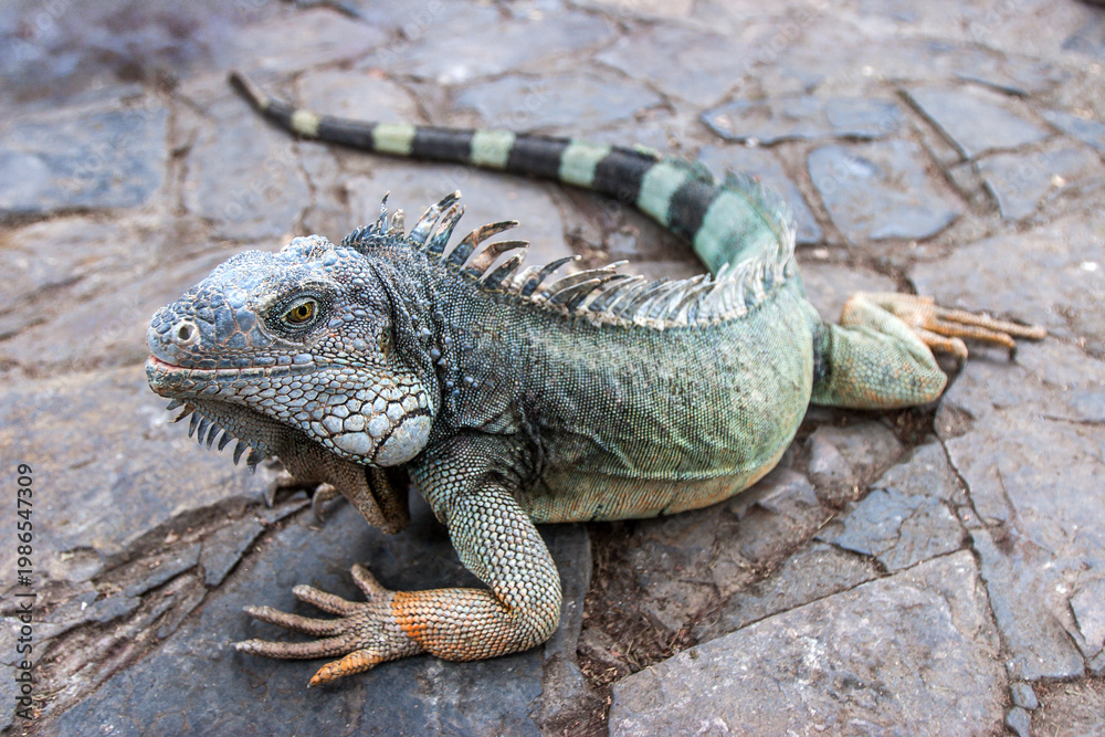 Obraz premium Travel, wildlife tourism. Iguana rests on a stone path in Central Park, Guayaquil, Ecuador, highlighting urban nature, reptile habitat, and city sightseeing.