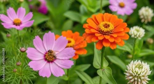 Beautiful orange and pink flowers blooming in a summer garden bed