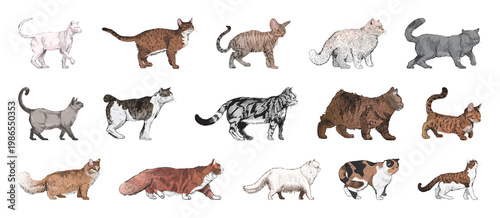 Bild auf Leinwand Illustrated diverse cat breeds lineup element set