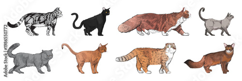 Photos Illustrated diverse cat breeds element set