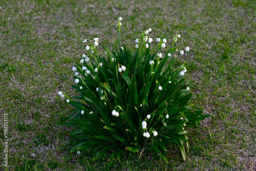 Summer snowflake flowers. Amaryllidaceae bulbous poisonous. In spring, it produces bell-shaped flowers with green spots at the petals, which hang downwards.