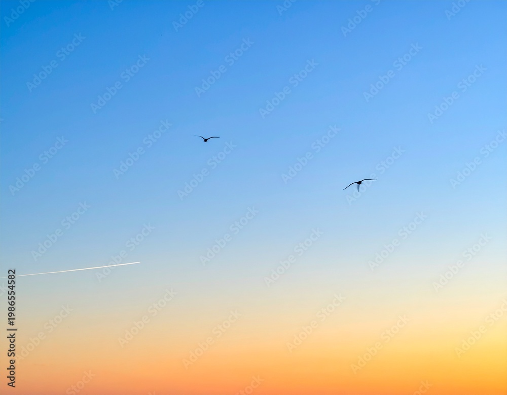 Obraz premium コピースペースを広く取った澄み渡る夕暮れの空と鳥のシルエットが映える風景写真