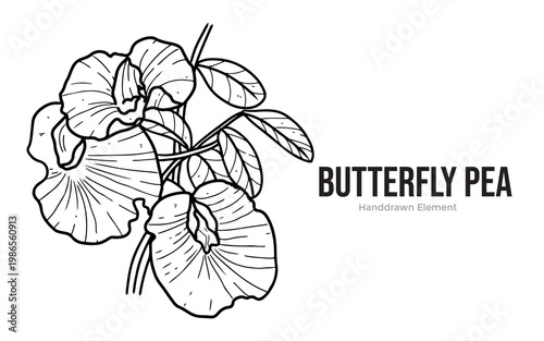A detailed hand-drawn illustration of a cluster of butterfly pea flowers with leaves and stems, presented in a black and white line art style.