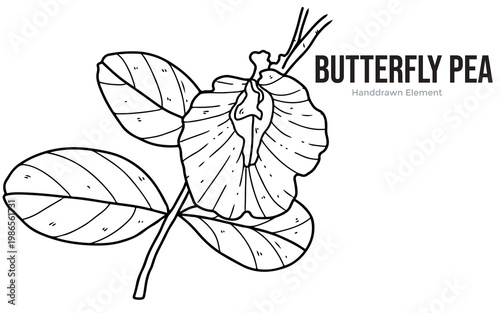 Detailed black and white line drawing of a butterfly pea flower with its leaves, an elegant hand-drawn botanical illustration.