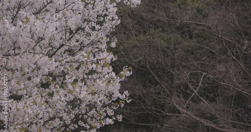 Cherry blossoms swinging wind sunny day in spring
