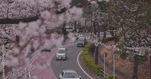 A cityscape of cherry blossoms at the city street in Tokyo in spring telephoto shot