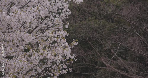 Cherry blossoms swinging wind sunny day in spring