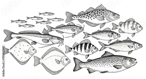 Intricate Hand-Drawn Assortment of Diverse Fish Species, Illustrating Marine and Freshwater Aquatic Life in Detailed Monochrome Style