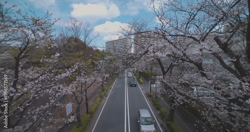 A cityscape of cherry blossoms at the city street in Tokyo in spring wide shot