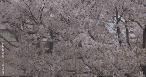 Cherry blossoms swinging wind sunny day in spring
