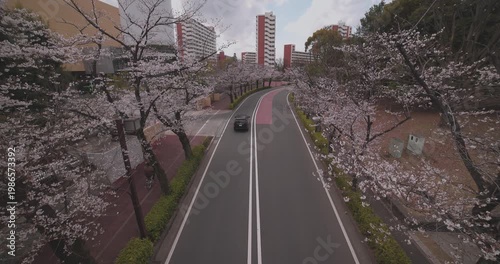 A cityscape of cherry blossoms at the city street in Tokyo in spring wide shot