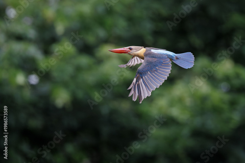 Stork-billed kingfisher in mid-flight, wings fully spread and sharply detailed against a smooth green forest background. Captured with precise timing
