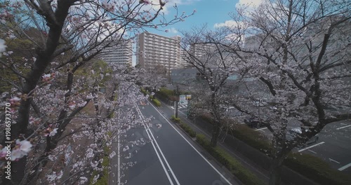 A cityscape of cherry blossoms at the city street in Tokyo in spring wide shot