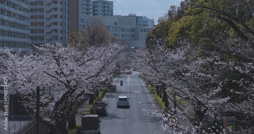 A cityscape of cherry blossoms at the city street in Tokyo in spring