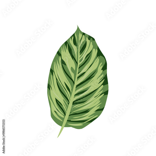 Decorative tropical leaf illustration in flat vector style with detailed green pattern. Isolated on white background for botanical and nature themed designs