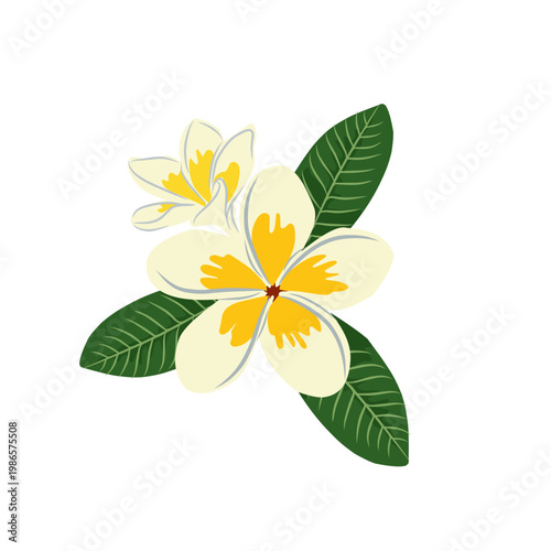 Frangipani flower illustration with soft yellow and white petals in flat vector style. Isolated on white background, ideal for tropical and spa themed designs