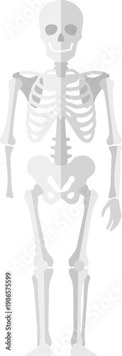 Human Skeleton Anatomy Model Front View.
