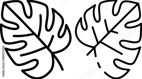 Twin monstera leaves tropical greenery closeup image.