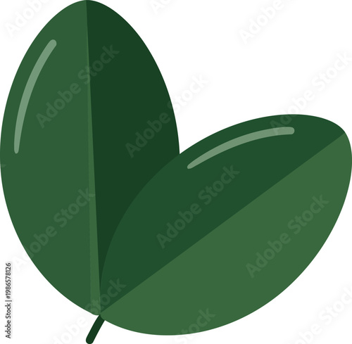 Two green leaves with stem on white background leaf two leaves