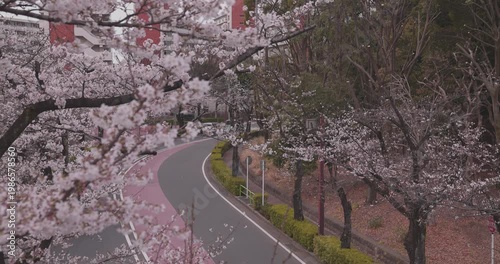 A cityscape of cherry blossoms at the city street in Tokyo in spring telephoto shot